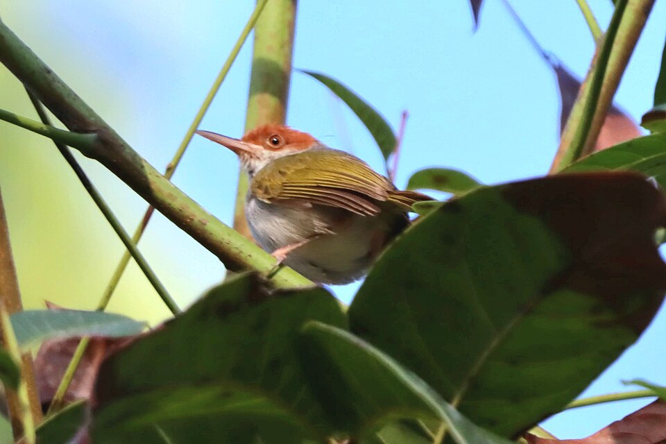 Philippine Tailorbird