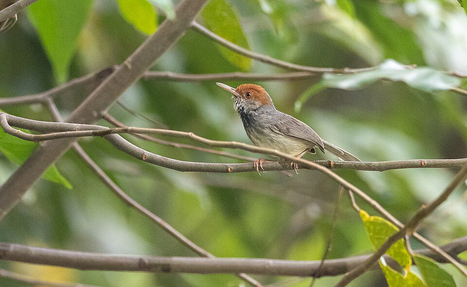 Cambodian Tailorbird