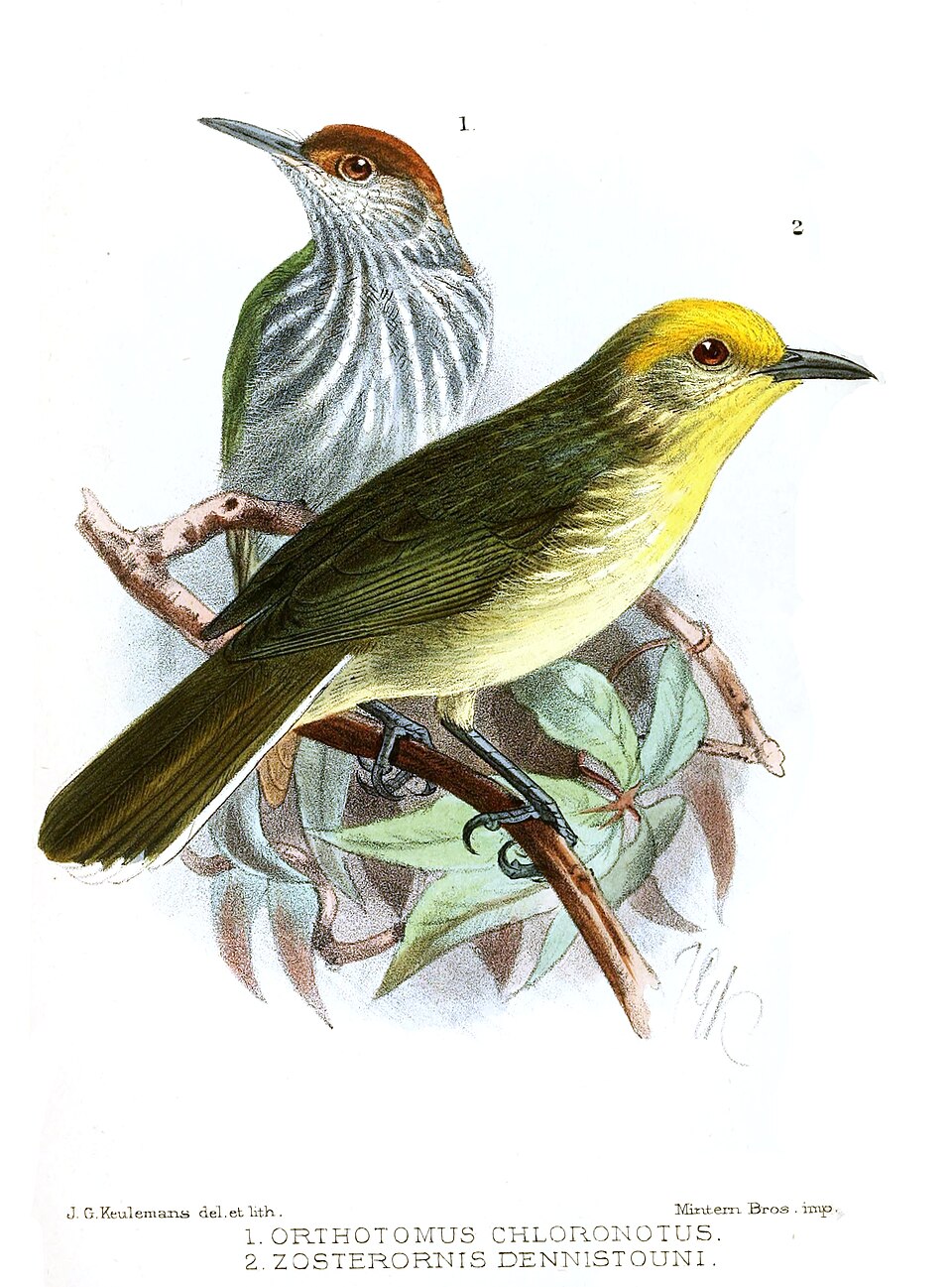 Trilling Tailorbird