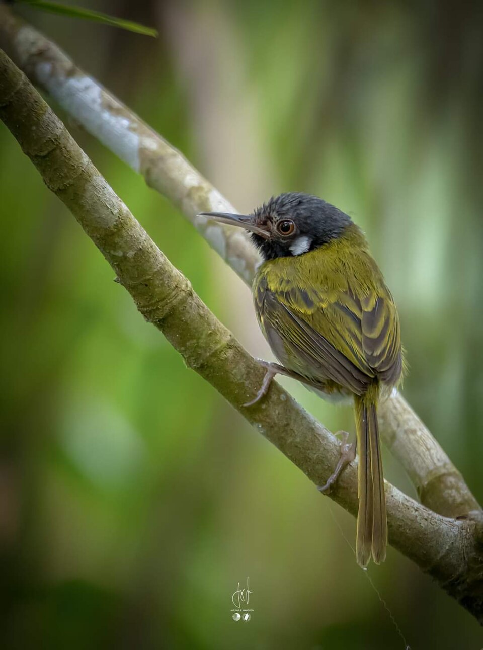 White-eared Tailorbird