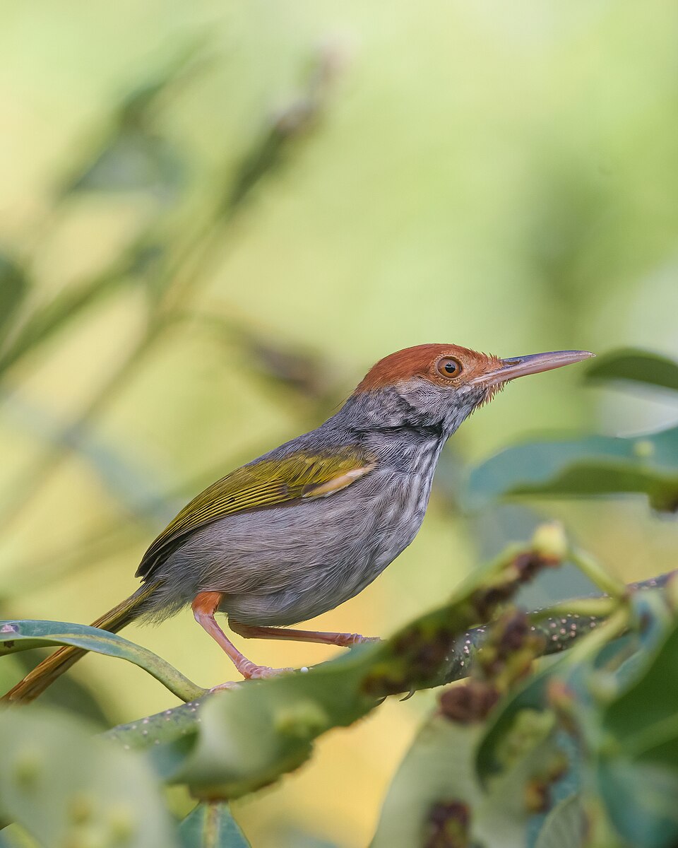 Grey-backed Tailorbird