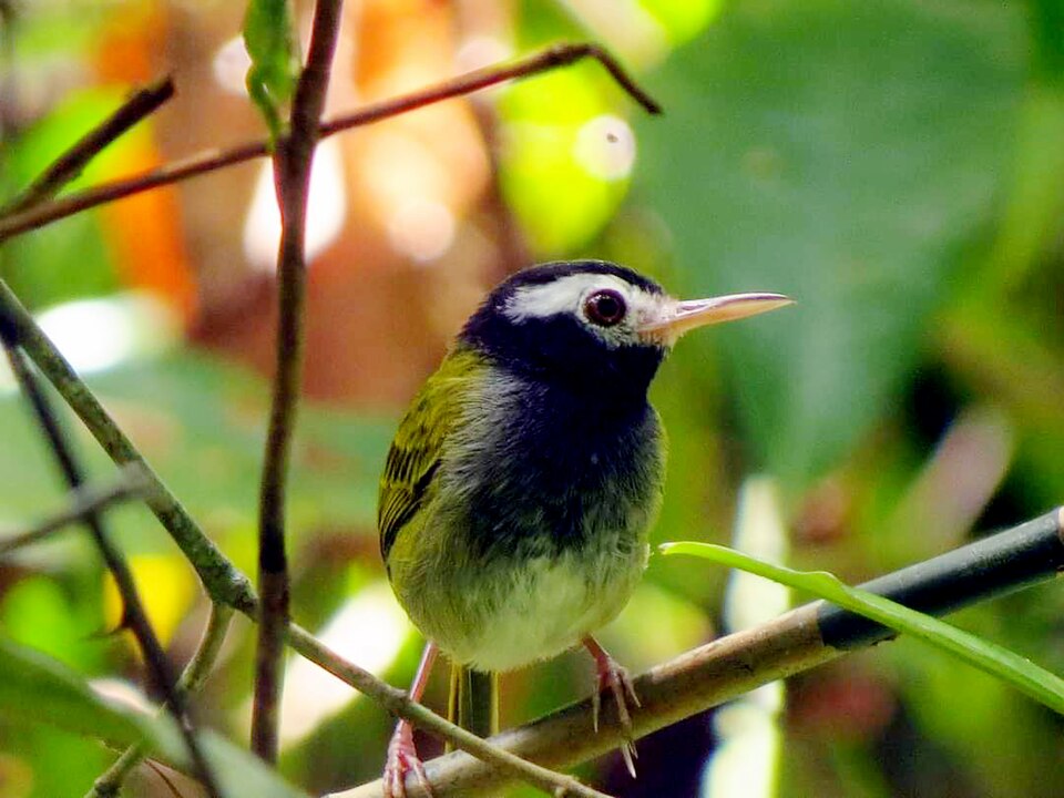 Black-headed Tailorbird