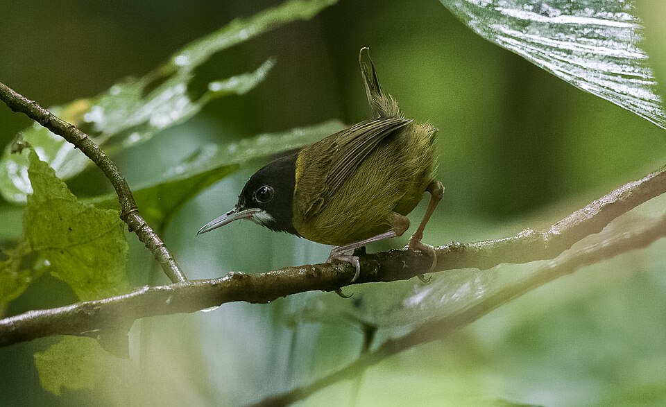 Yellow-breasted Tailorbird