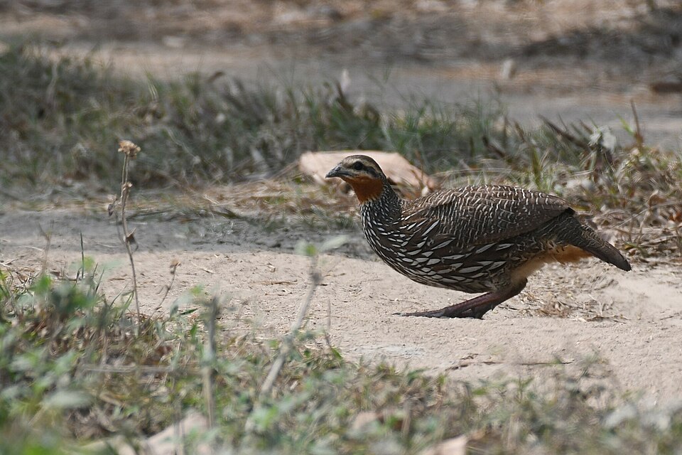 Swamp Francolin