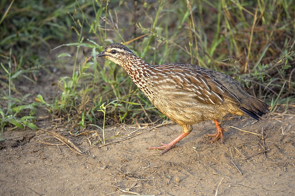 Crested Francolin