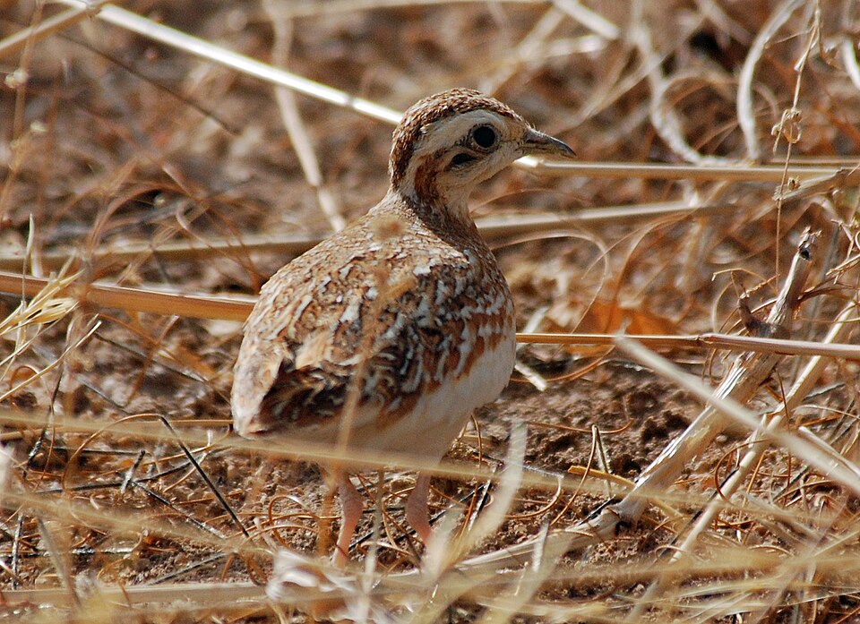 Quail-plover