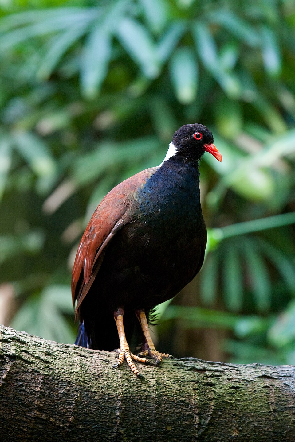 Pheasant Pigeon