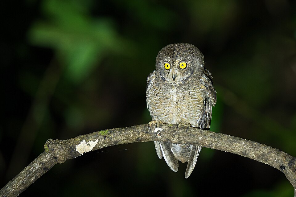 Nicobar Scops Owl