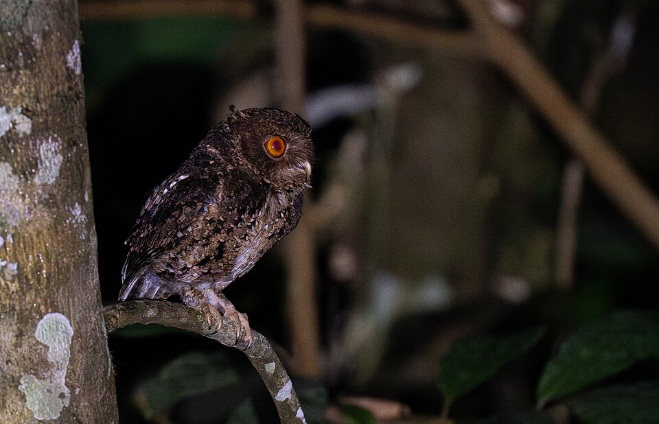 Javan Scops Owl