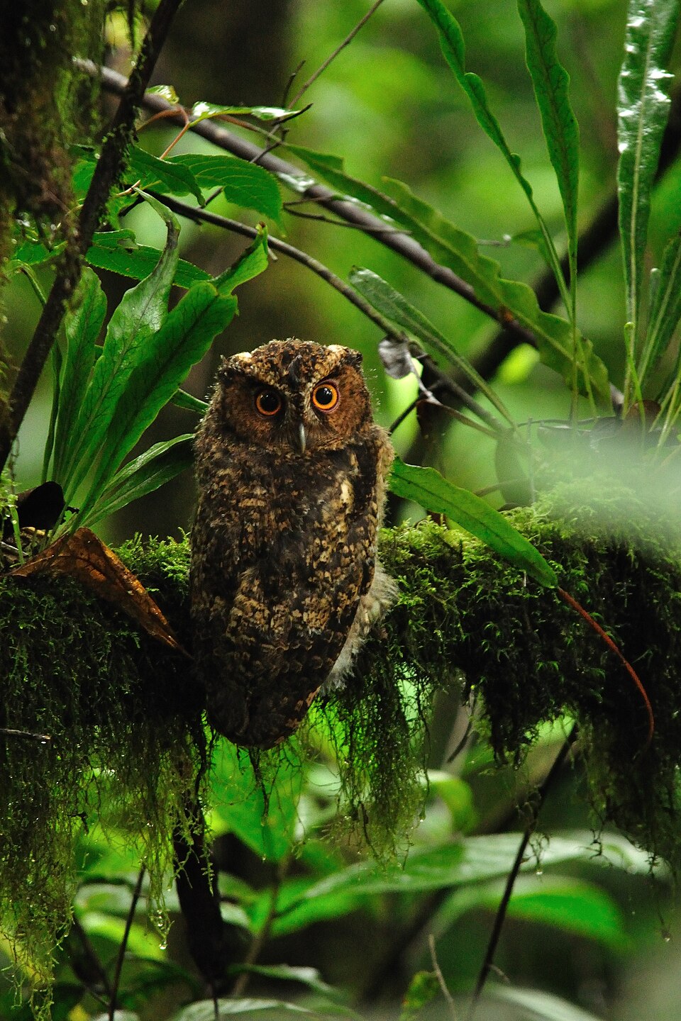Rajah Scops Owl