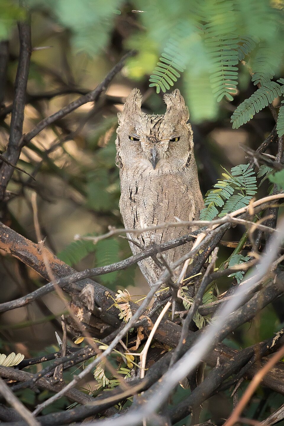 Pallid Scops Owl