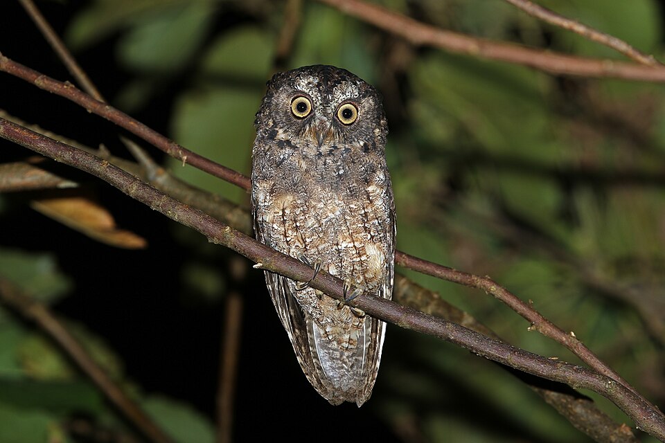 Sangihe Scops Owl