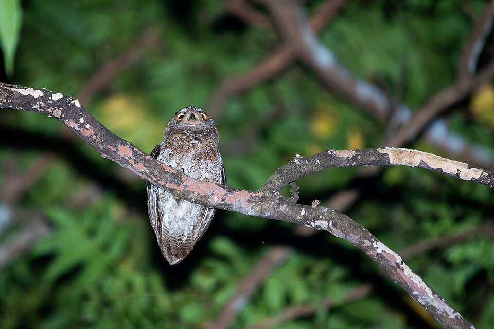 Ryukyu Scops Owl