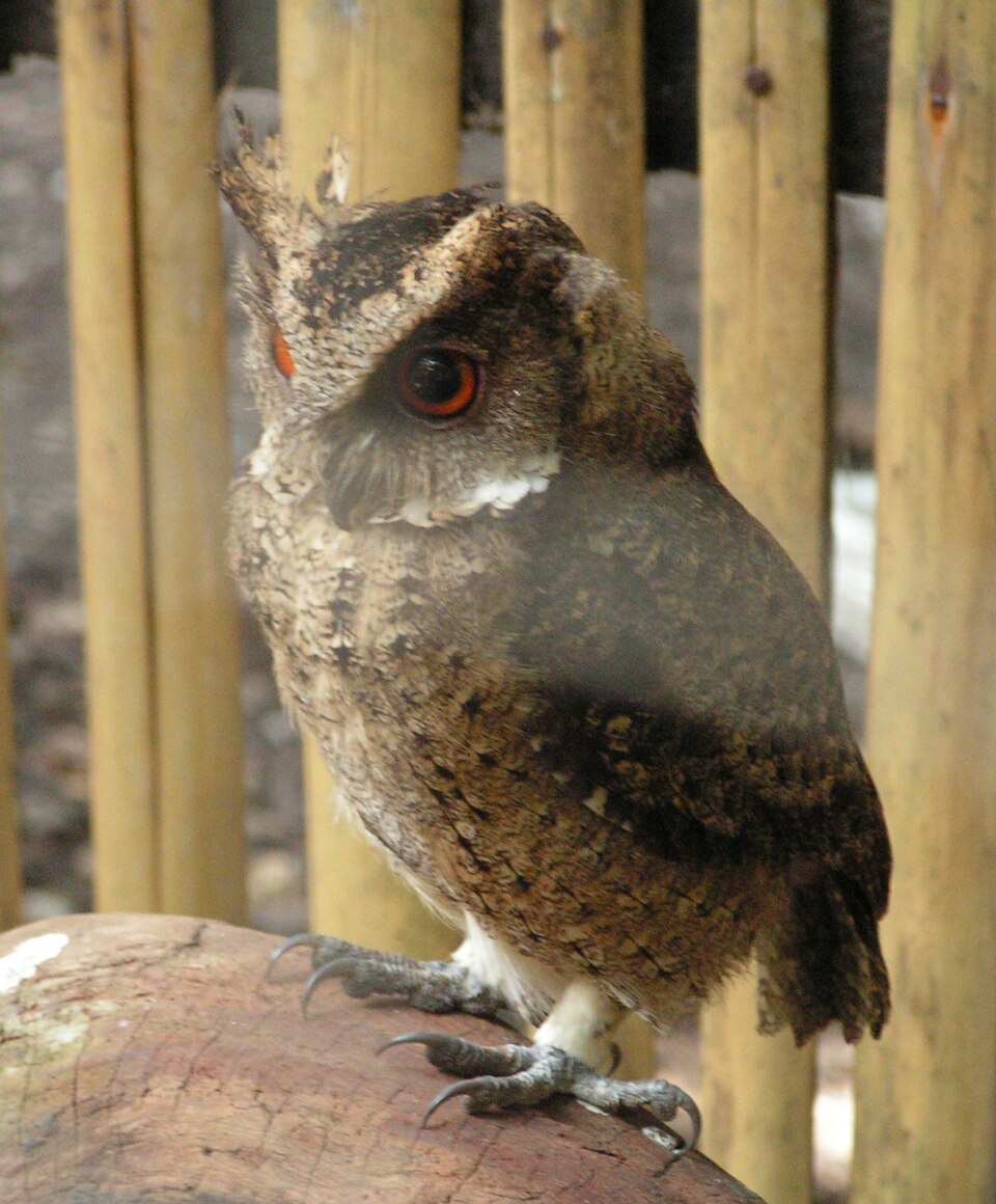 Everett's Scops Owl