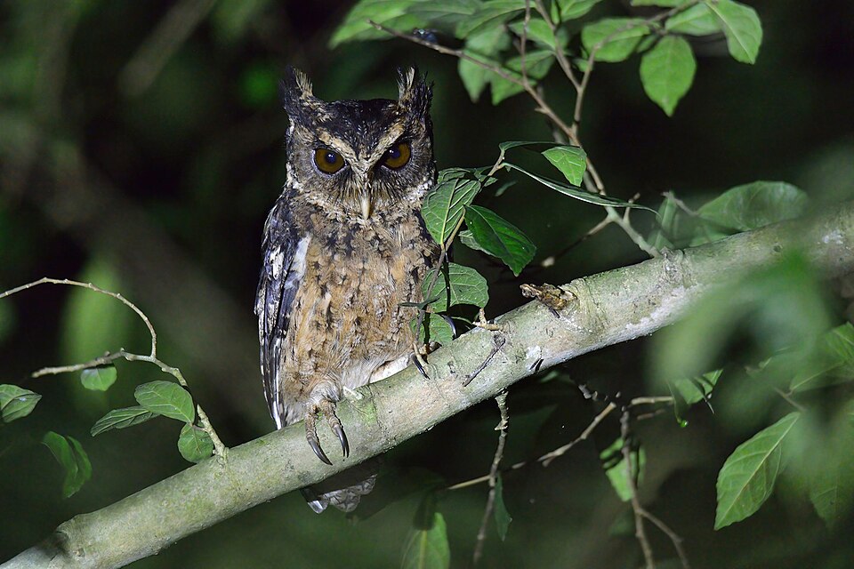 Palawan Scops Owl