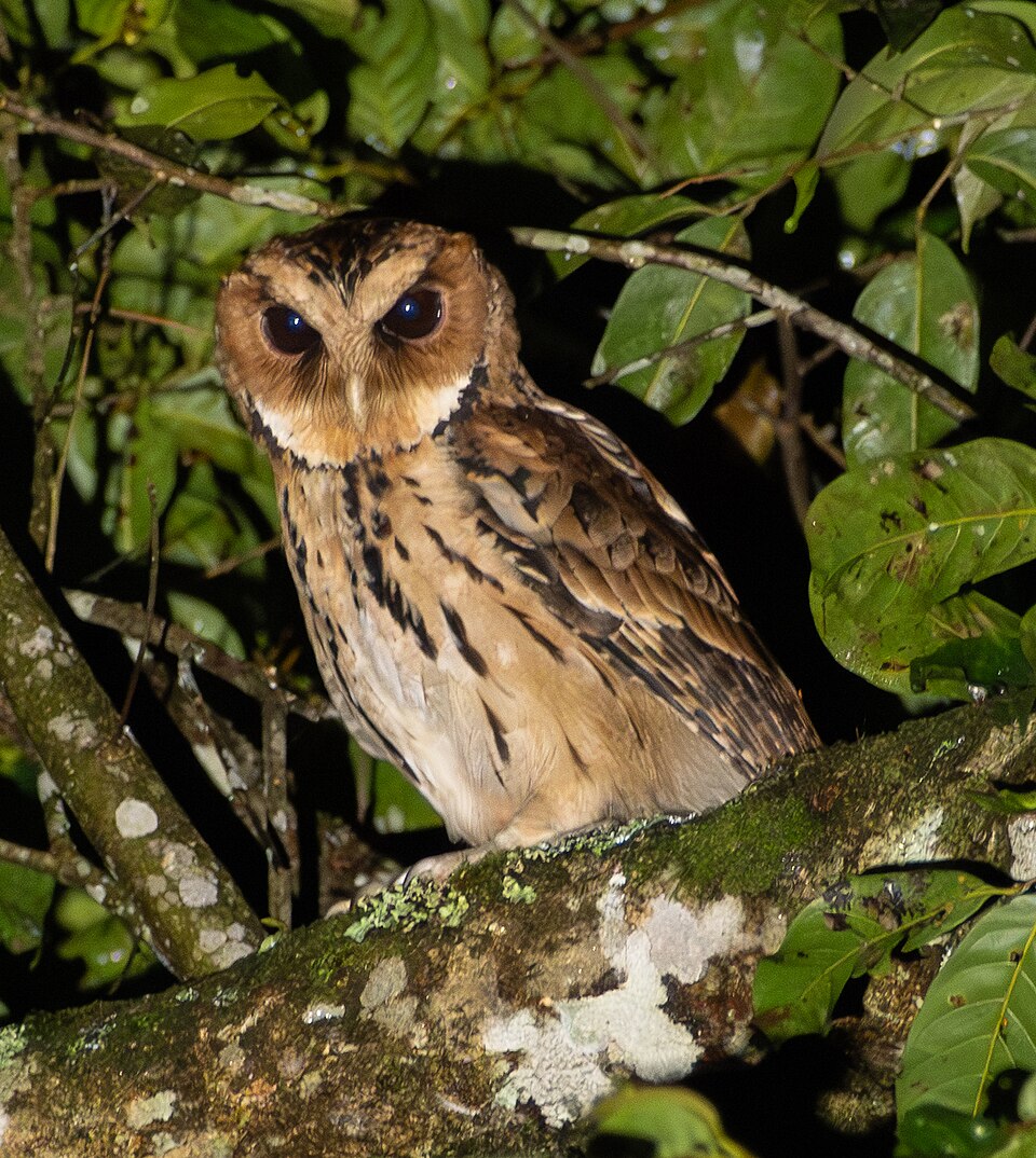 Giant Scops Owl