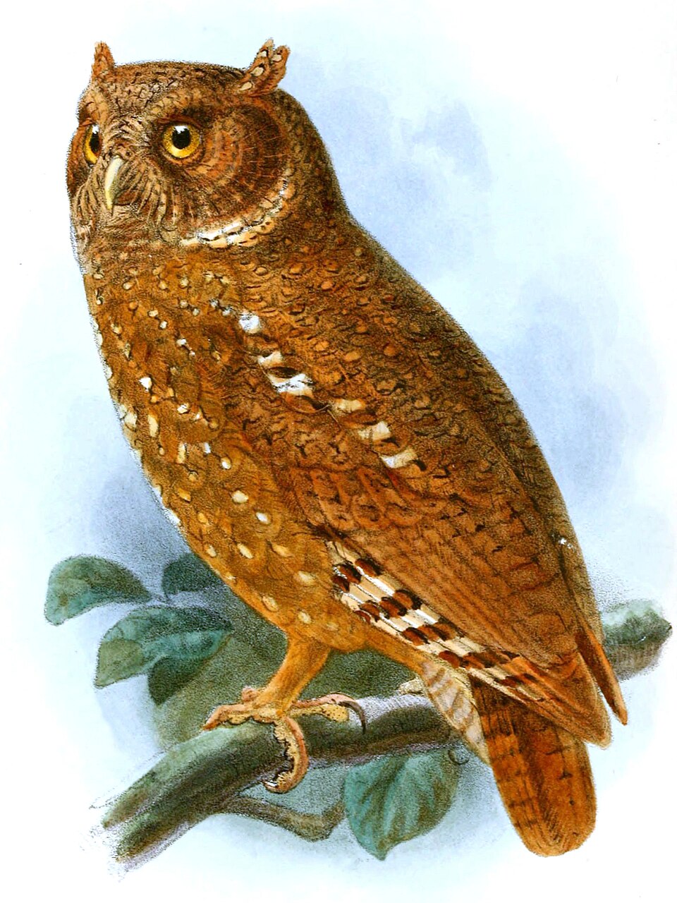 Sandy Scops Owl