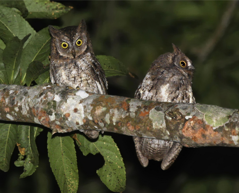 Rinjani Scops Owl