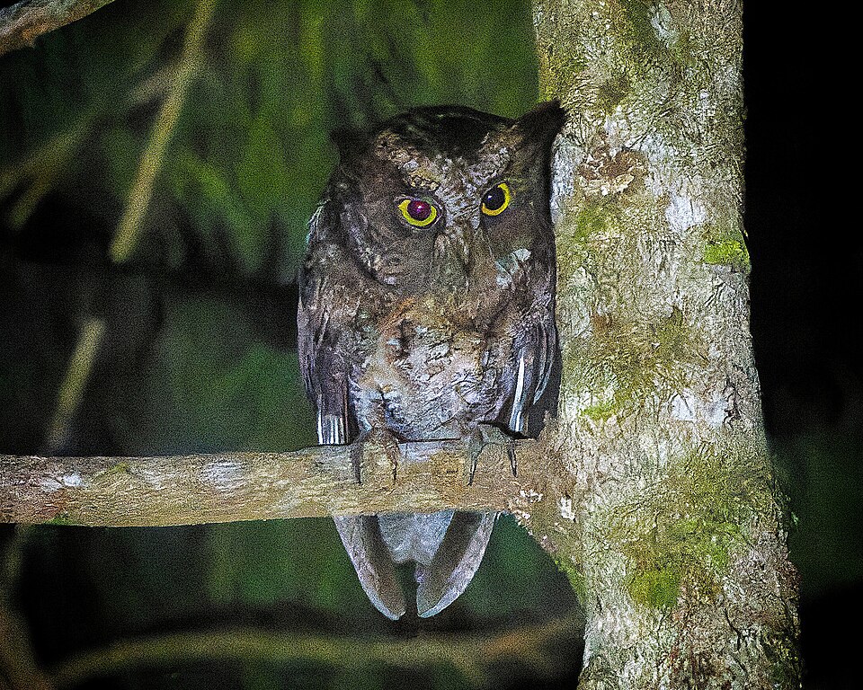 Luzon Scops Owl