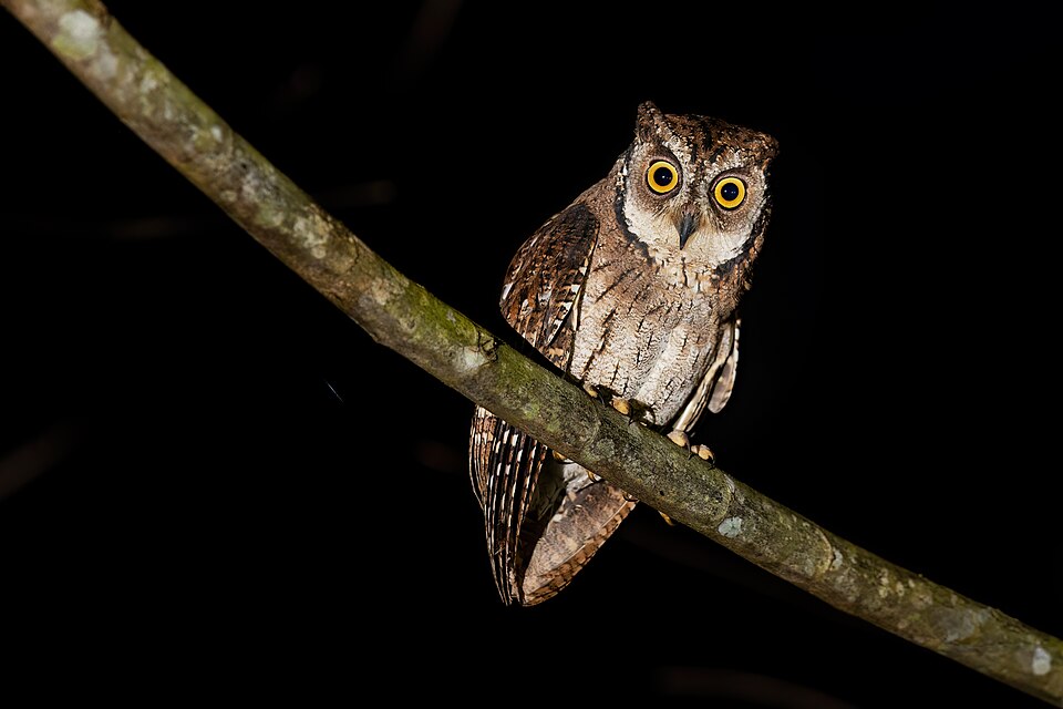 Moluccan Scops Owl