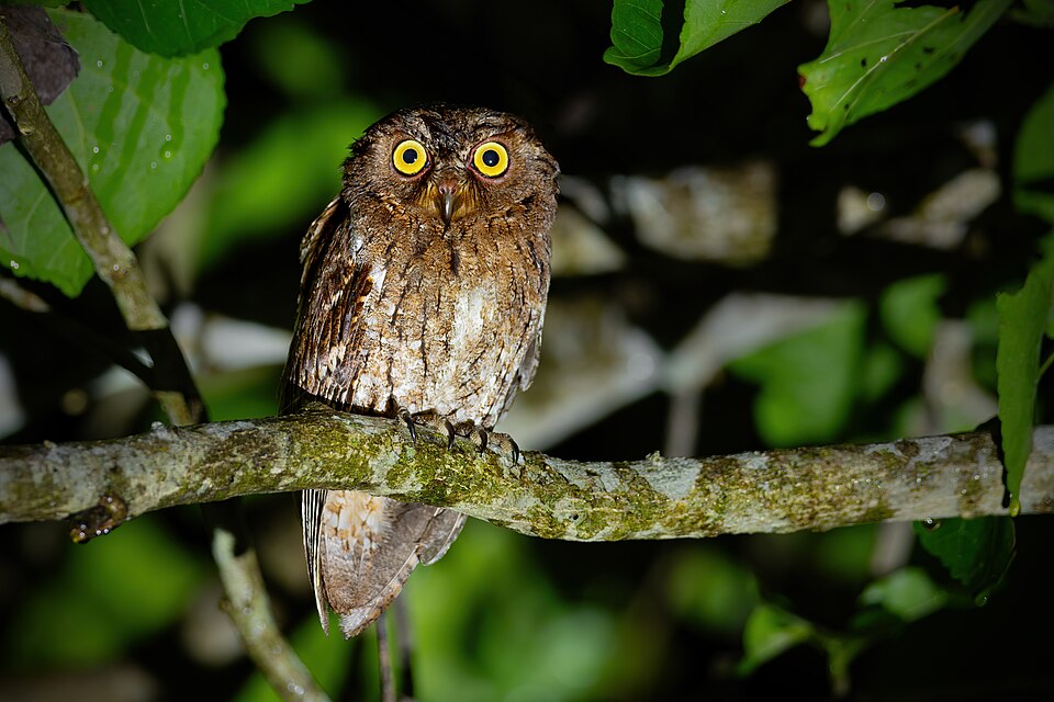 Sulawesi Scops Owl