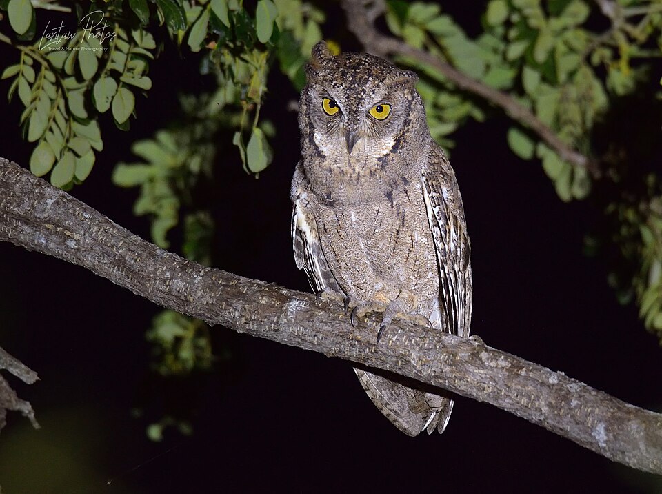 Mantanani Scops Owl