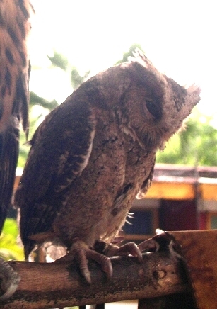 Philippine Scops Owl