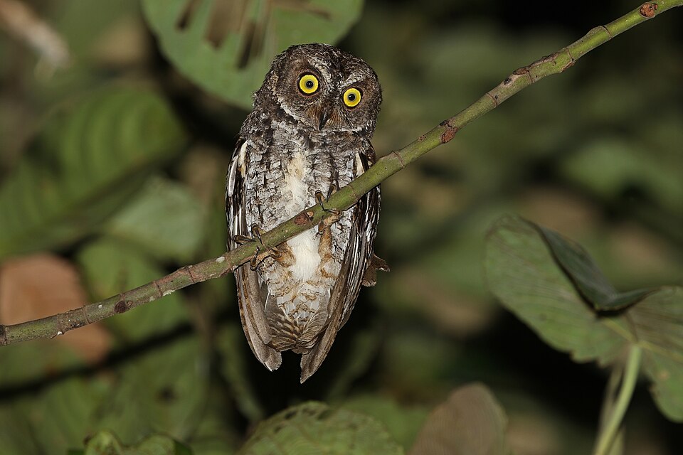Banggai Scops Owl