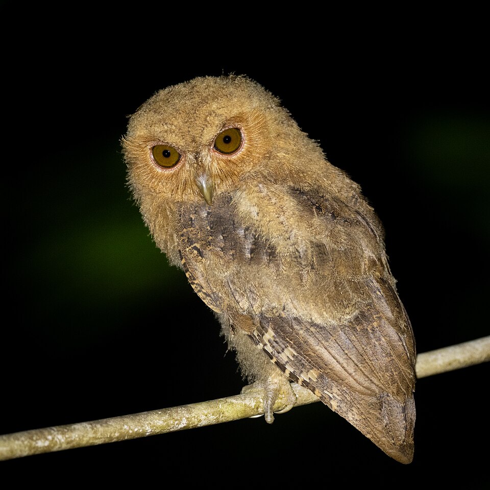 Mentawai Scops Owl