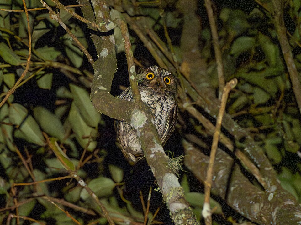 Mindanao Scops Owl