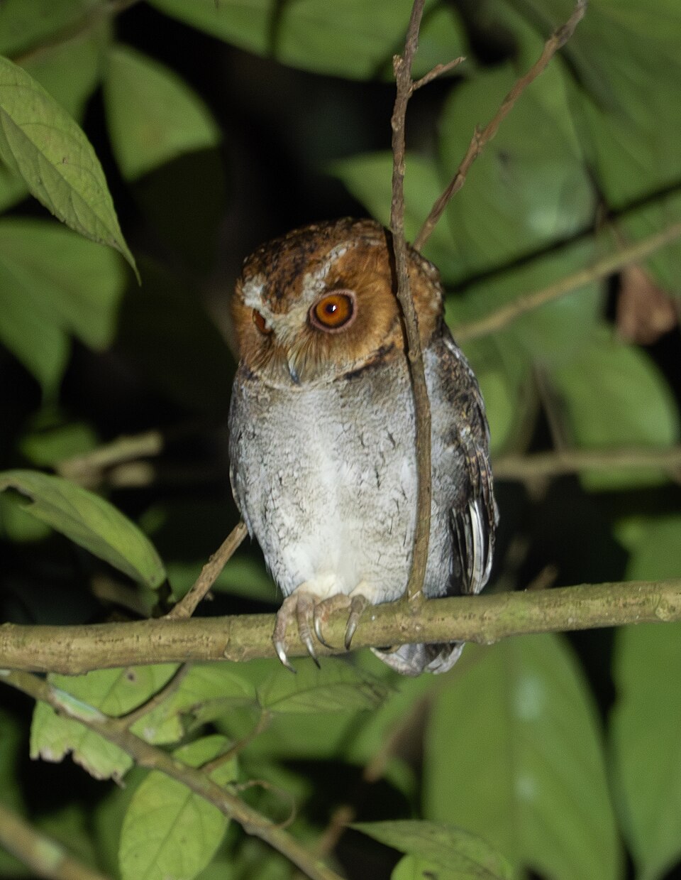 Negros Scops Owl