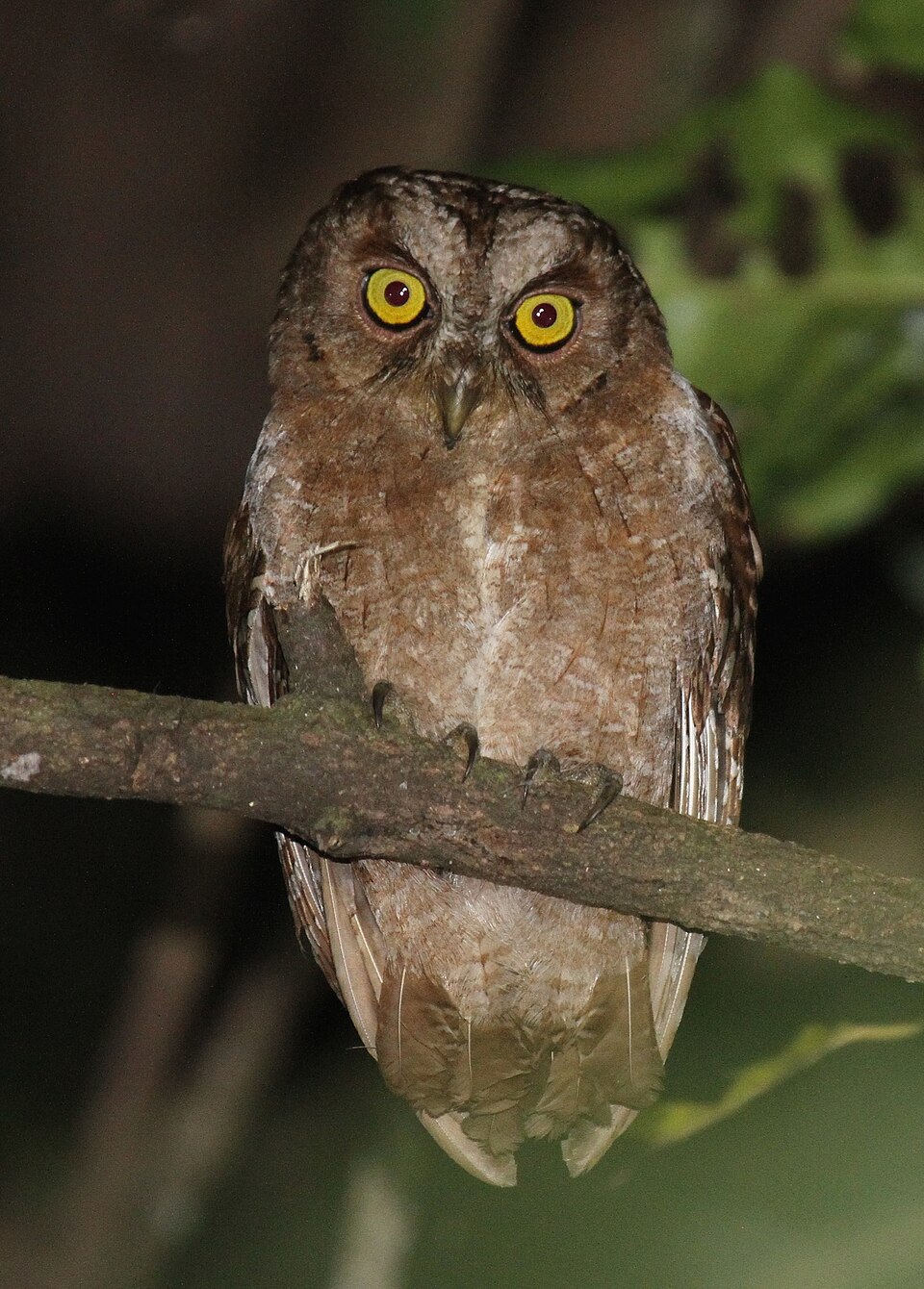 Pemba Scops Owl