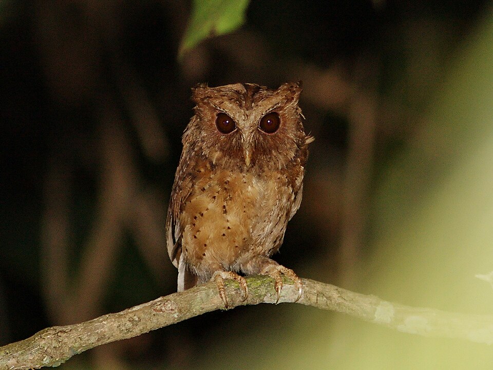 Reddish Scops Owl