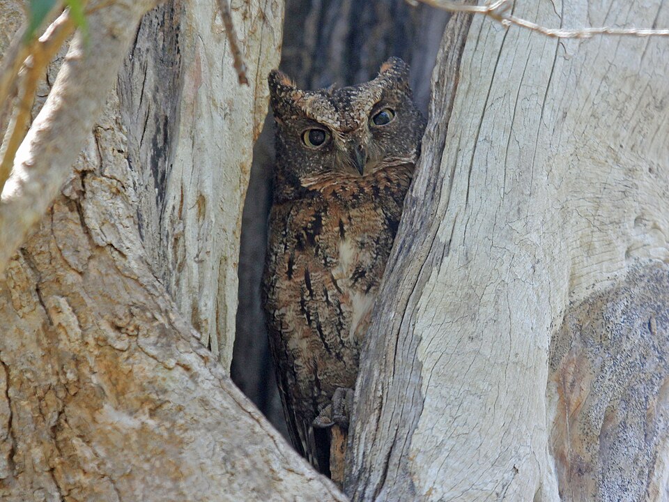 Rainforest Scops Owl