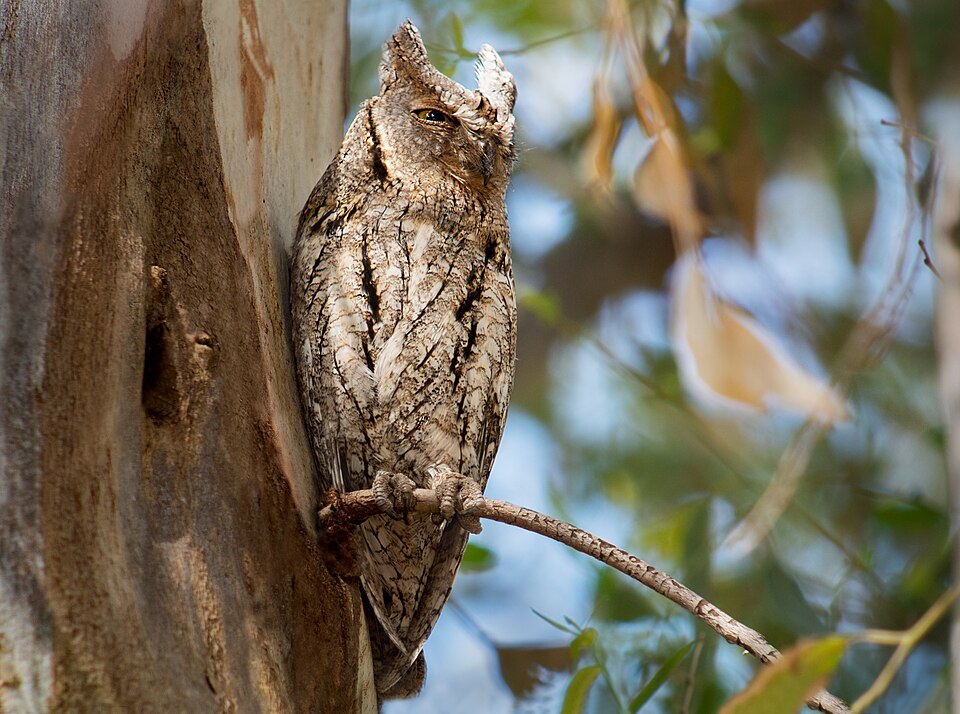 Eurasian Scops Owl