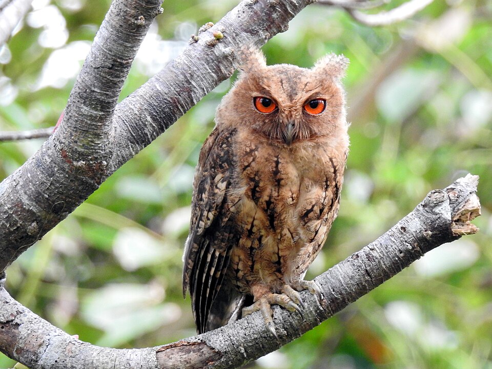 Japanese Scops Owl