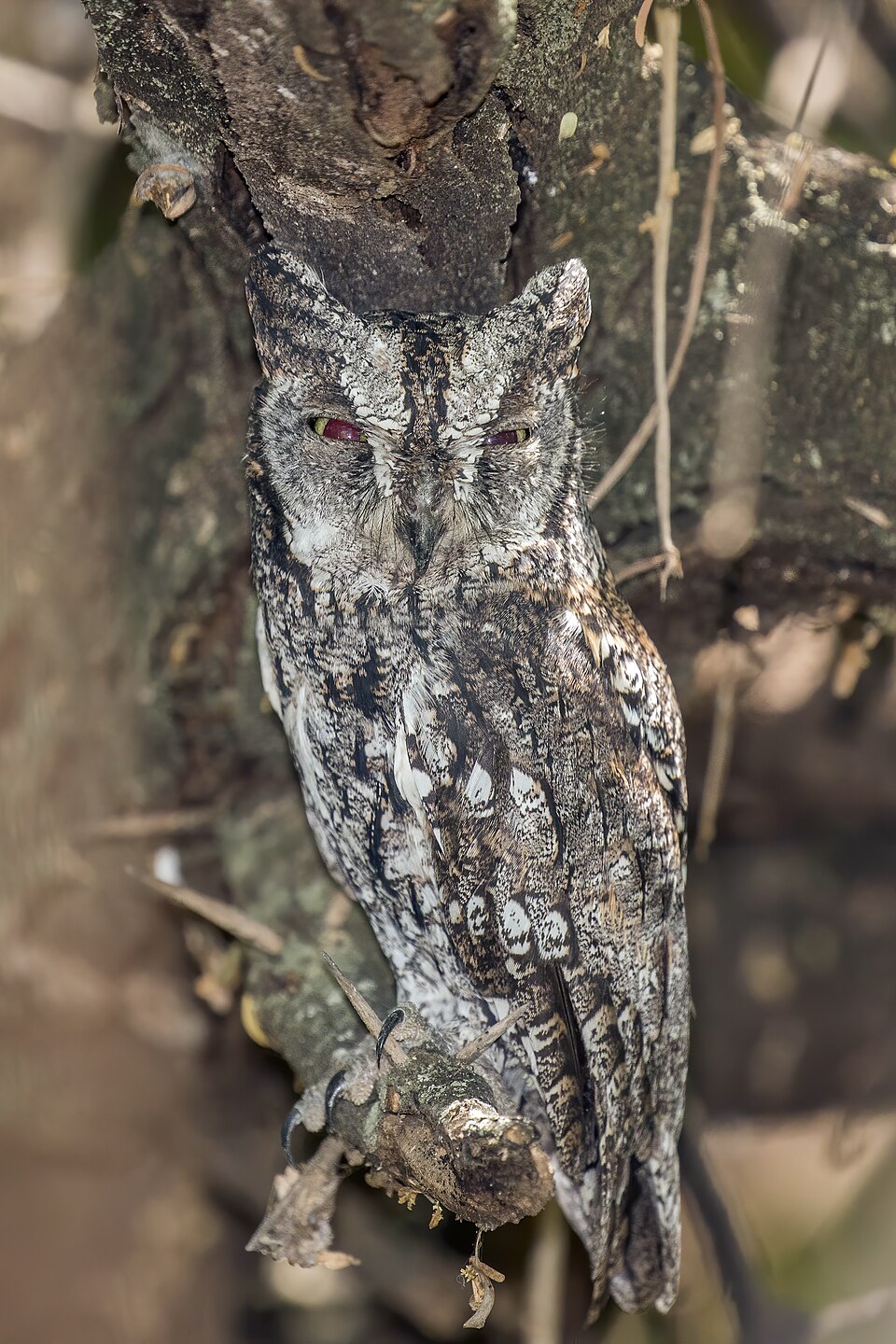 African Scops Owl