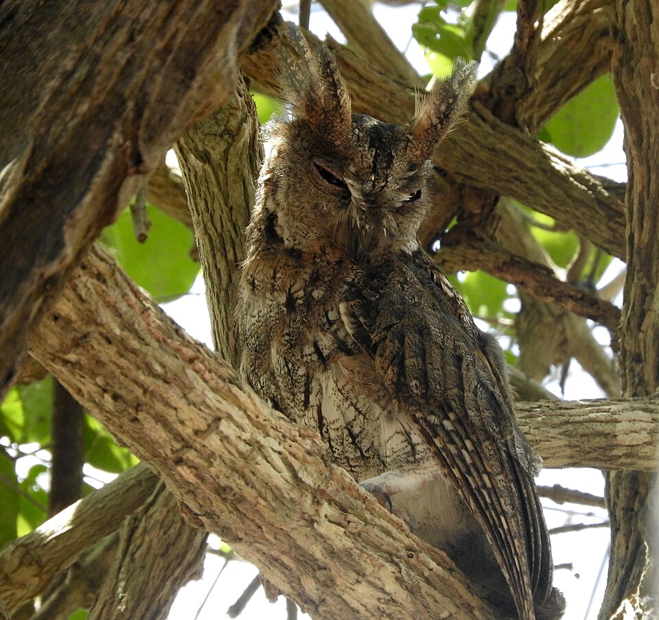 Wallace's Scops Owl