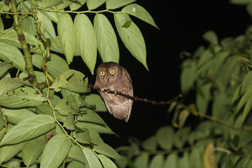 Simeulue Scops Owl