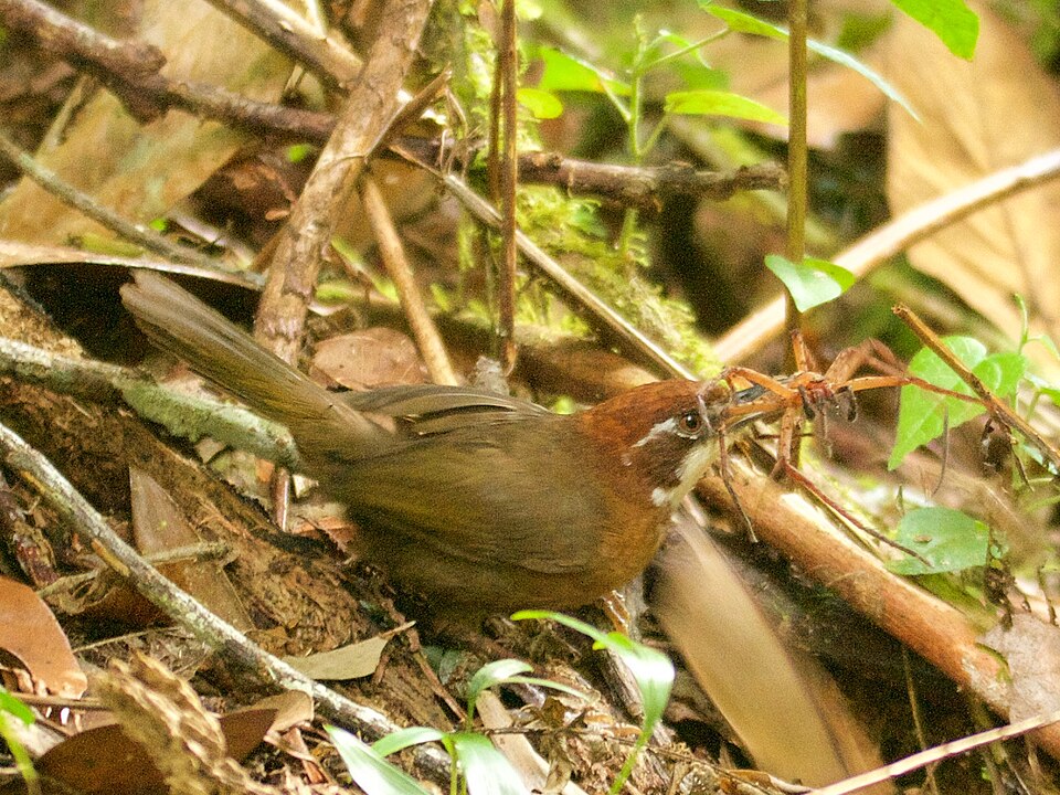 White-throated Oxylabes