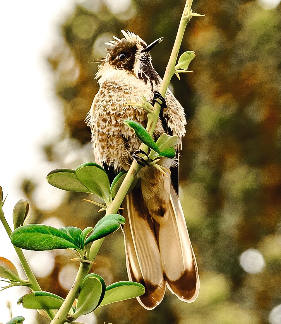 Blue-bearded Helmetcrest