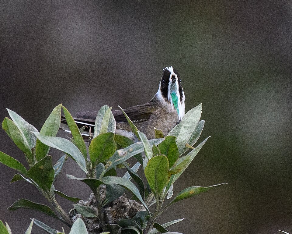 Green-bearded Helmetcrest