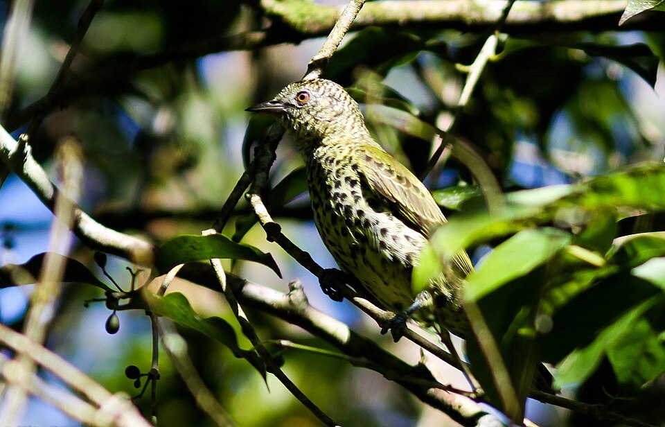 Sharpbill
