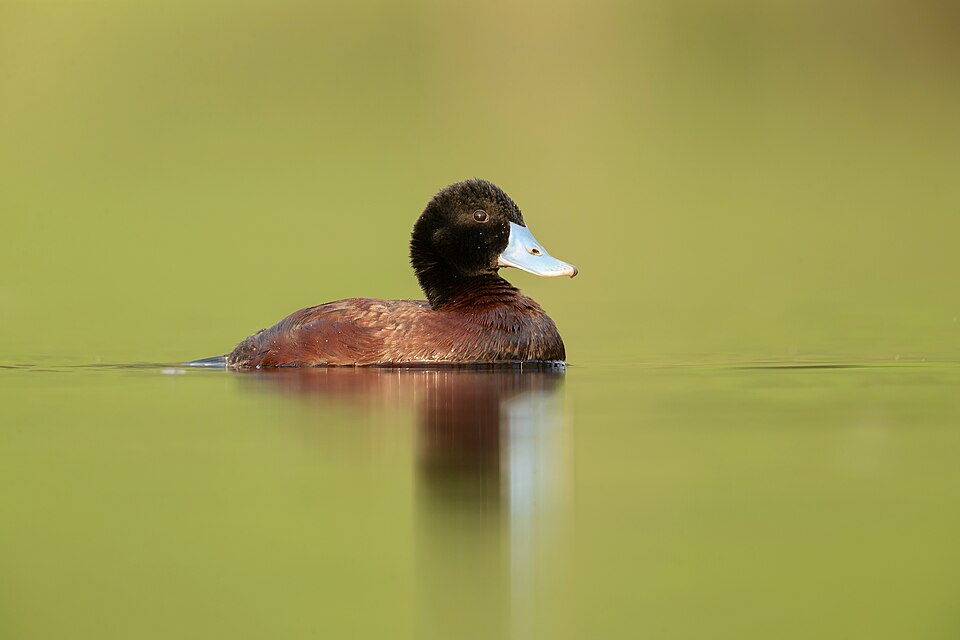 Blue-billed Duck