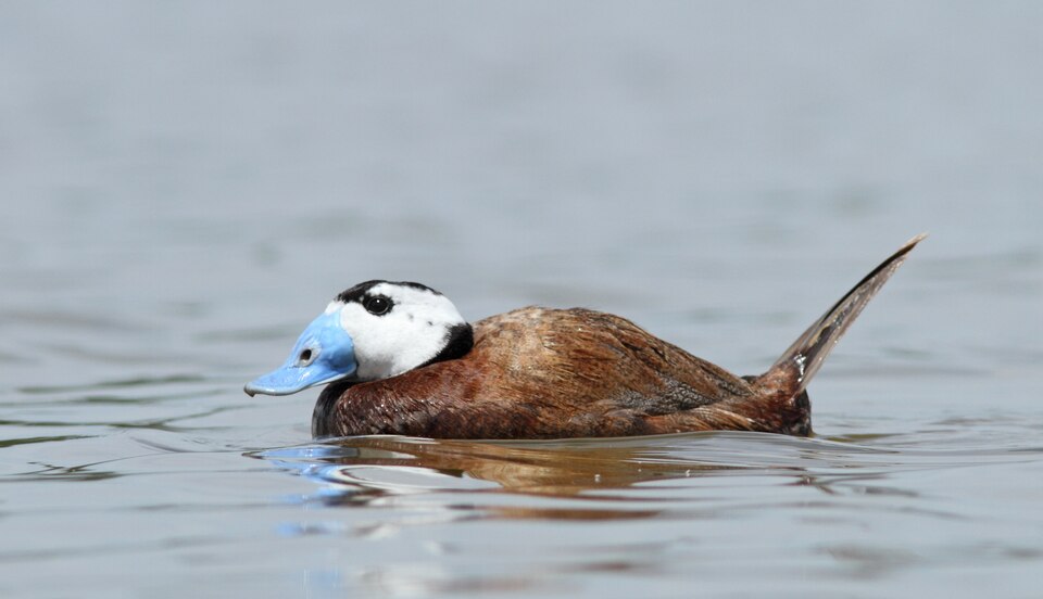 White-headed Duck