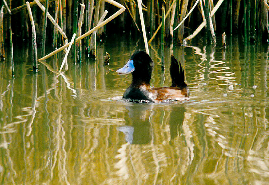 Lake Duck