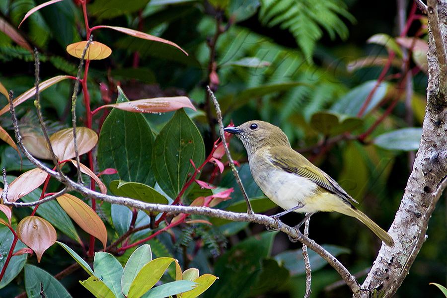 Green-backed Whistler