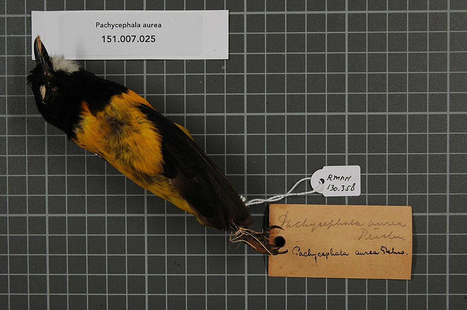 Golden-backed Whistler