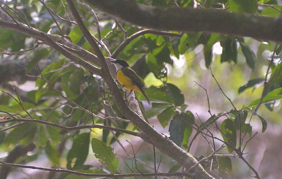 Melanesian Whistler