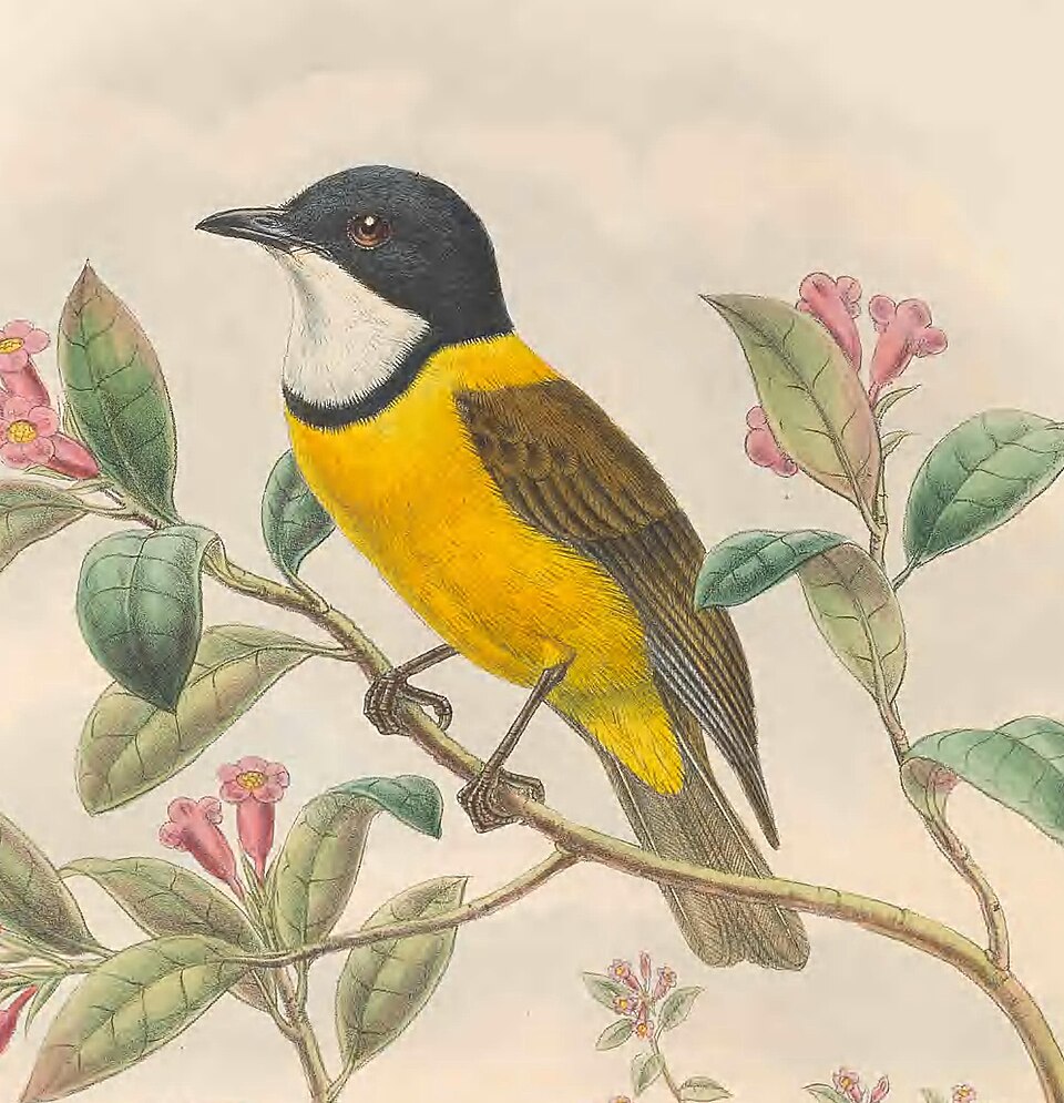 Louisiade Whistler
